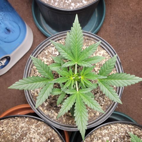 Tropicana Cookies Auto growlog timeline photo