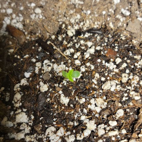 Red Poison Auto growlog timeline photo