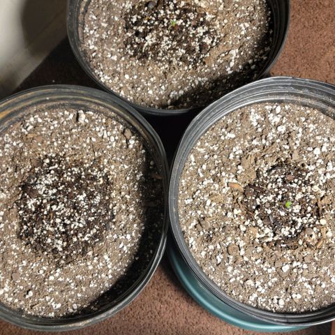 Red Poison Auto growlog timeline photo