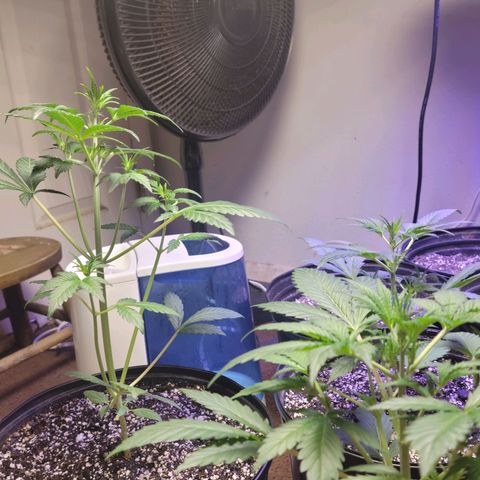 Tropicana Cookies Auto growlog timeline photo