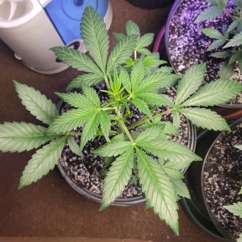 Tropicana Cookies Auto growlog timeline photo