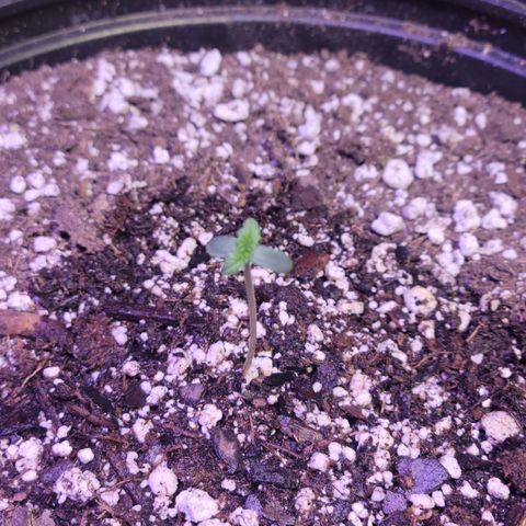 Red Poison Auto growlog timeline photo