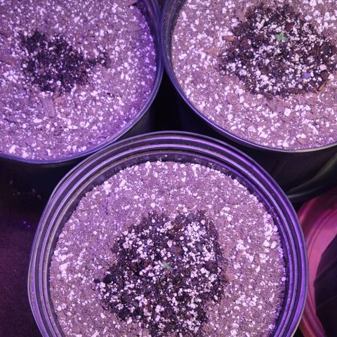Red Poison Auto growlog timeline photo