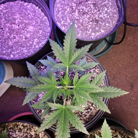 Tropicana Cookies Auto growlog timeline photo
