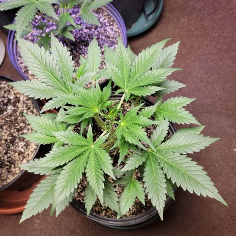 Tropicana Cookies Auto growlog timeline photo