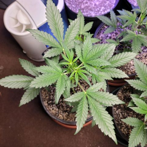 Tropicana Cookies Auto growlog timeline photo