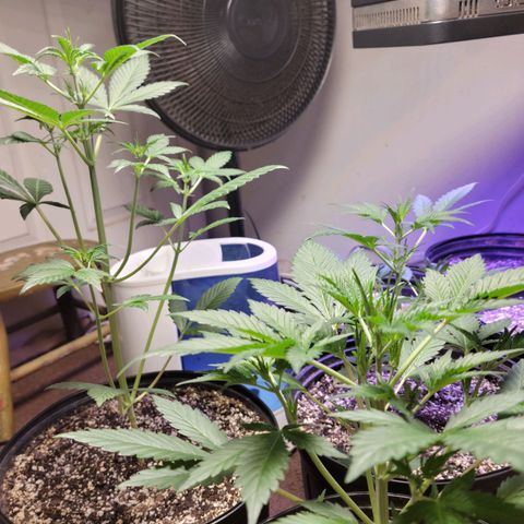 Tropicana Cookies Auto growlog timeline photo