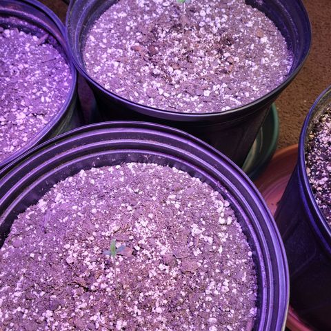Red Poison Auto growlog timeline photo