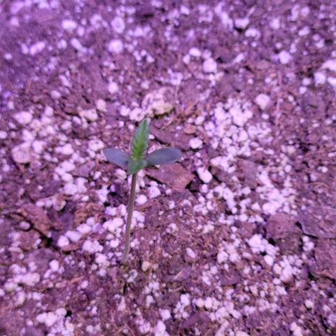Red Poison Auto growlog timeline photo