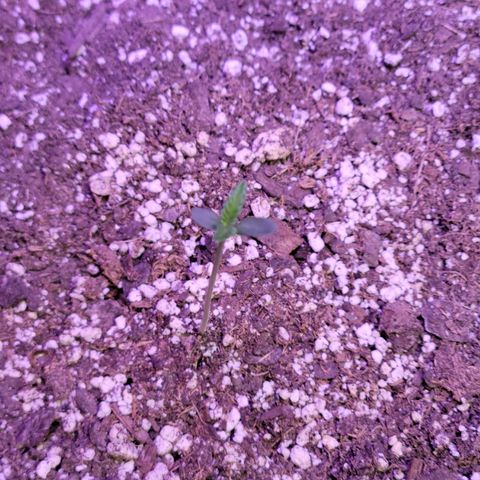 Red Poison Auto growlog timeline photo
