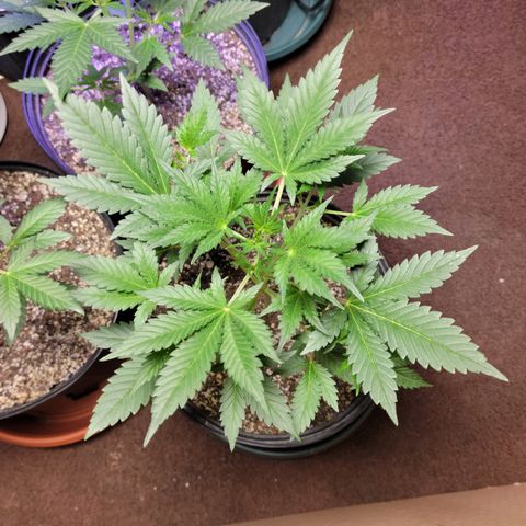 Tropicana Cookies Auto growlog timeline photo