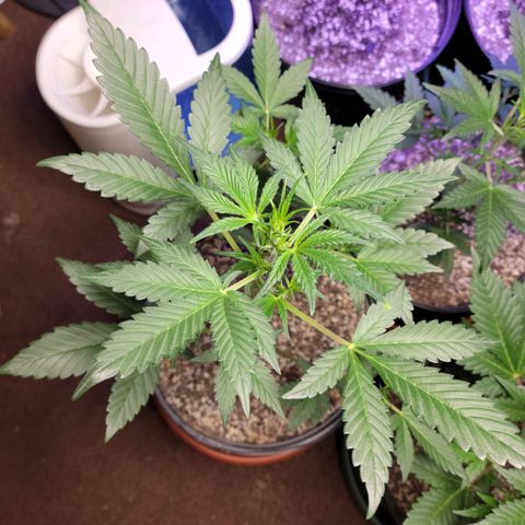 Tropicana Cookies Auto growlog timeline photo