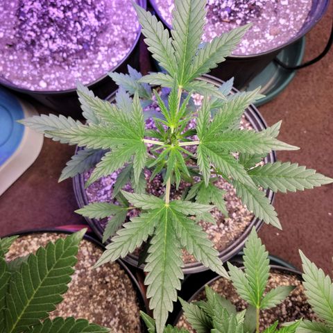 Tropicana Cookies Auto growlog timeline photo