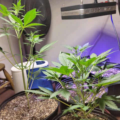 Tropicana Cookies Auto growlog timeline photo