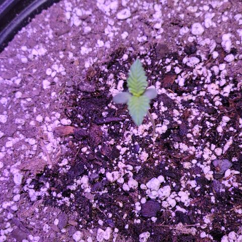 Red Poison Auto growlog timeline photo