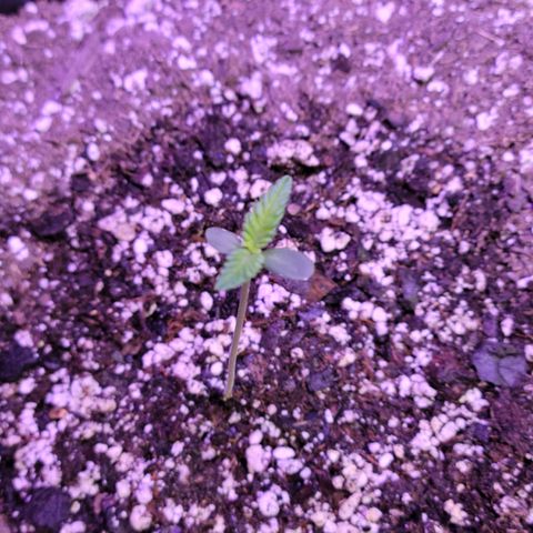 Red Poison Auto growlog timeline photo