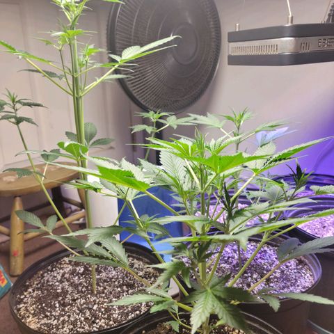 Tropicana Cookies Auto growlog timeline photo