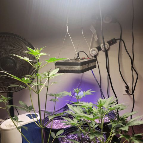 Tropicana Cookies Auto growlog timeline photo