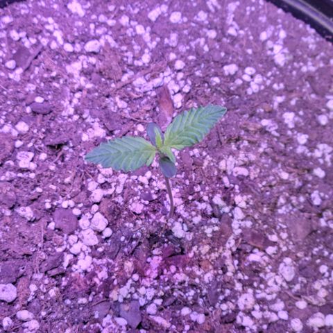 Red Poison Auto growlog timeline photo