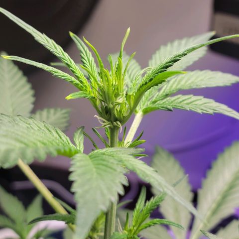 Tropicana Cookies Auto growlog timeline photo