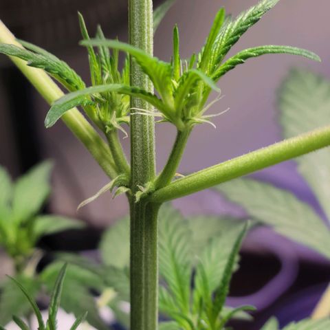 Tropicana Cookies Auto growlog timeline photo