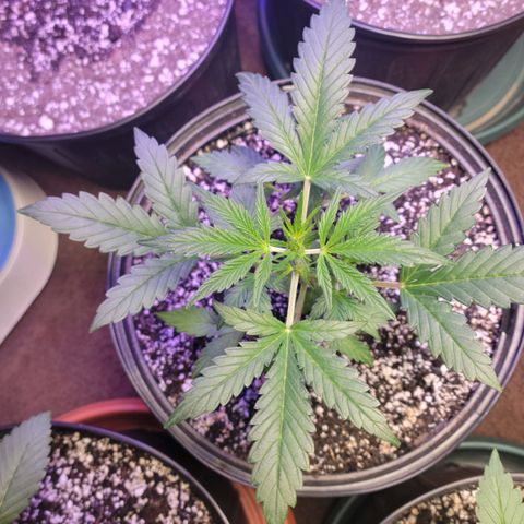 Tropicana Cookies Auto growlog timeline photo