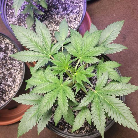 Tropicana Cookies Auto growlog timeline photo