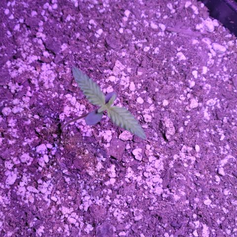 Red Poison Auto growlog timeline photo