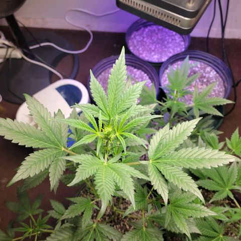 Tropicana Cookies Auto growlog timeline photo
