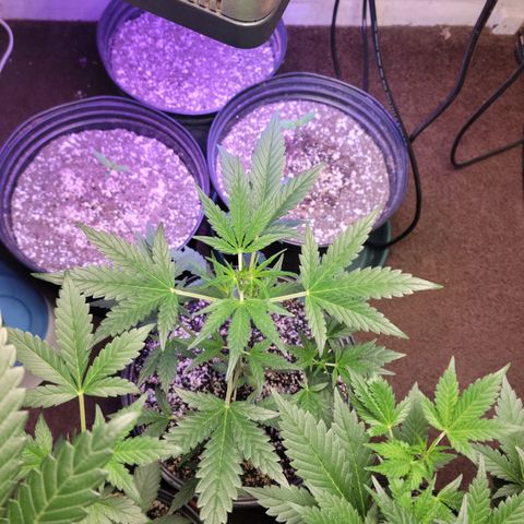 Tropicana Cookies Auto growlog timeline photo