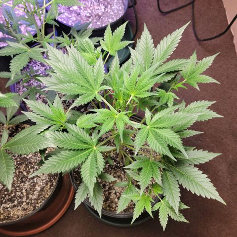 Tropicana Cookies Auto growlog timeline photo