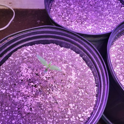 Red Poison Auto growlog timeline photo