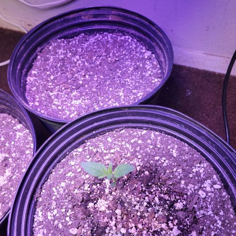 Red Poison Auto growlog timeline photo