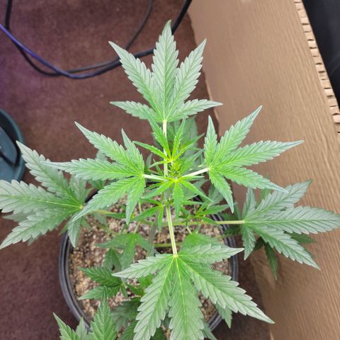 Tropicana Cookies Auto growlog timeline photo