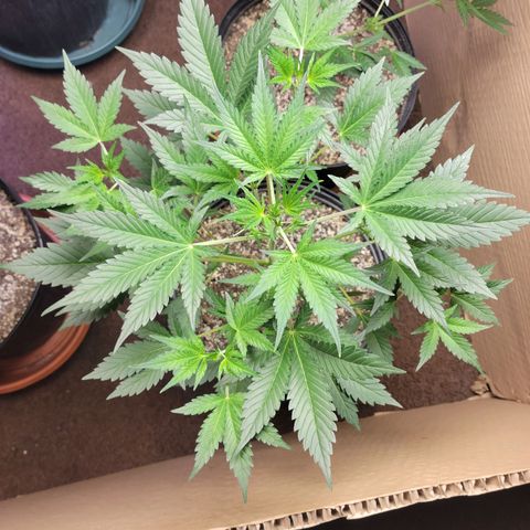 Tropicana Cookies Auto growlog timeline photo