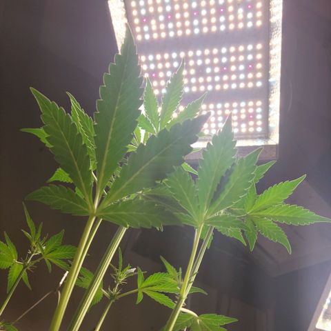 Tropicana Cookies Auto growlog timeline photo