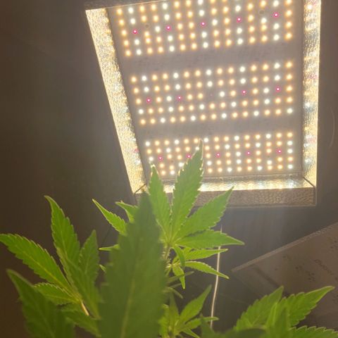 Tropicana Cookies Auto growlog timeline photo