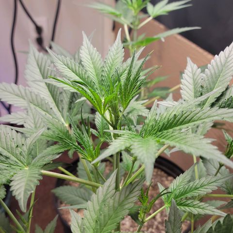 Tropicana Cookies Auto growlog timeline photo