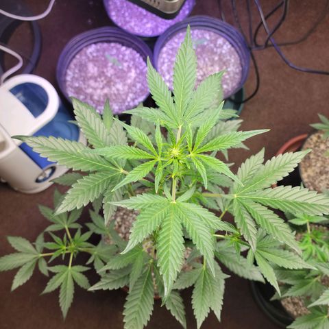 Tropicana Cookies Auto growlog timeline photo