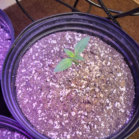 Red Poison Auto growlog timeline photo