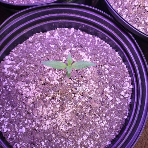 Red Poison Auto growlog timeline photo