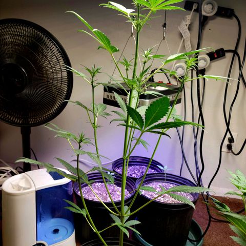 Tropicana Cookies Auto growlog timeline photo
