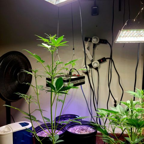 Tropicana Cookies Auto growlog timeline photo