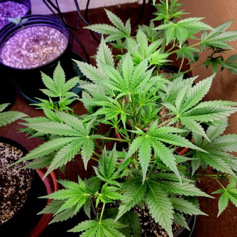 Tropicana Cookies Auto growlog timeline photo