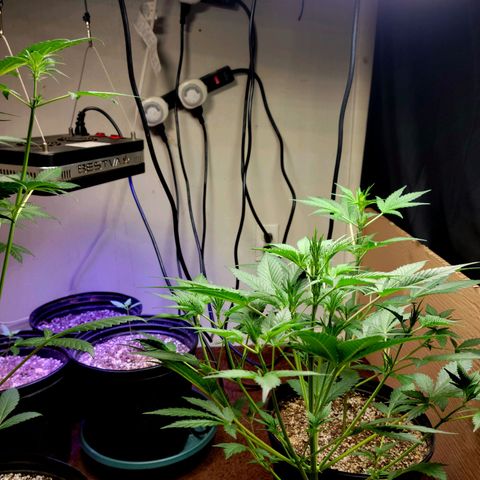 Tropicana Cookies Auto growlog timeline photo