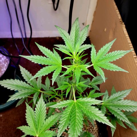 Tropicana Cookies Auto growlog timeline photo