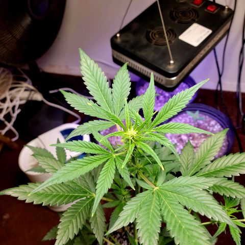 Tropicana Cookies Auto growlog timeline photo