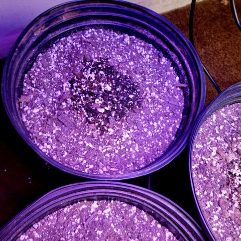 Red Poison Auto growlog timeline photo