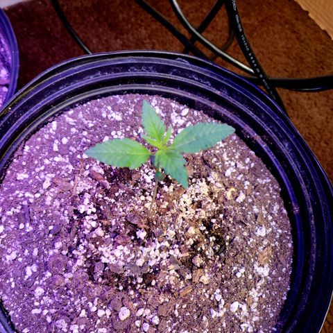 Red Poison Auto growlog timeline photo