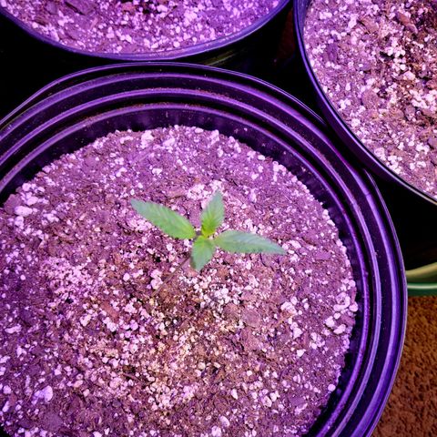 Red Poison Auto growlog timeline photo